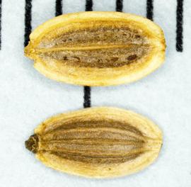   Fruits:   Anethum graveolens ; Photo by N. Diaz, USDA APHIS PPQ, imageID.idtools.org
